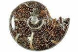 Polished Agatized Ammonite (Phylloceras?) Fossil - Madagascar #236623-1